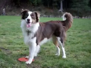 Read more about the article Welcome, Crash Bandipooch!